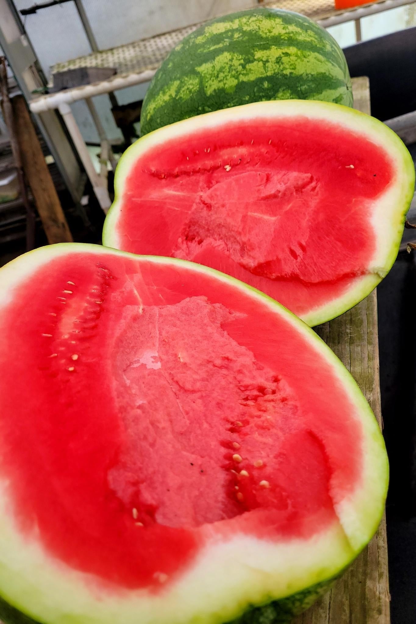 Large Red Seedless Watermelon