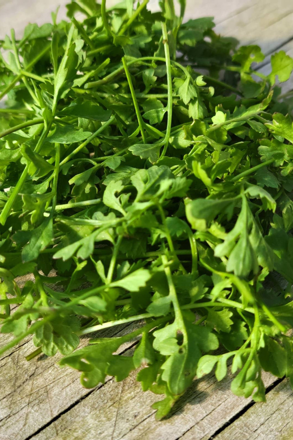 Garden Cress