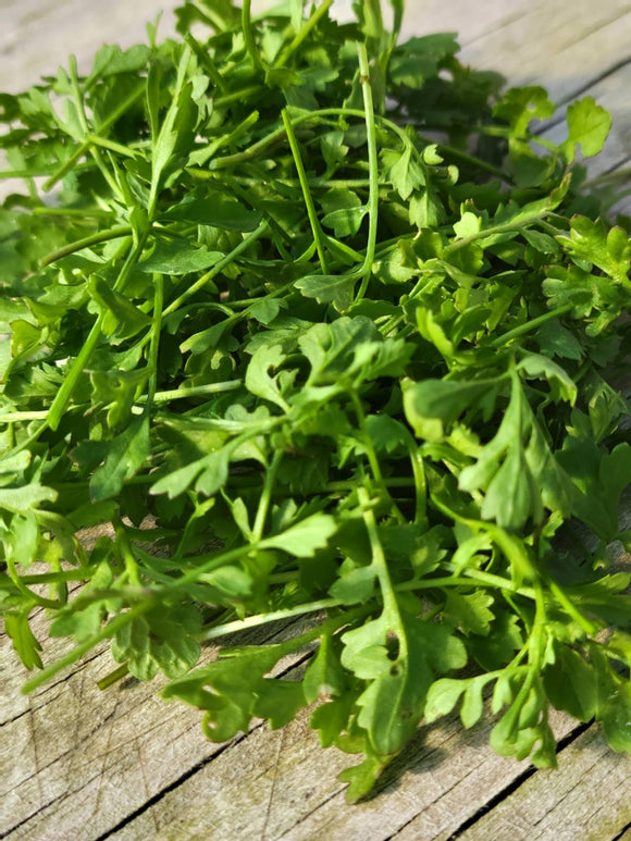 Garden Cress