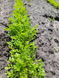 Garden Cress