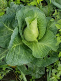 Arrowhead Cabbage-Brassicas-Three Sisters Garden