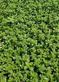 Purslane-Greens-Three Sisters Garden