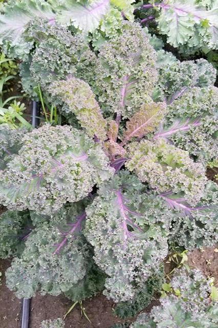 Redbore Curly Kale-Brassicas-Three Sisters Garden