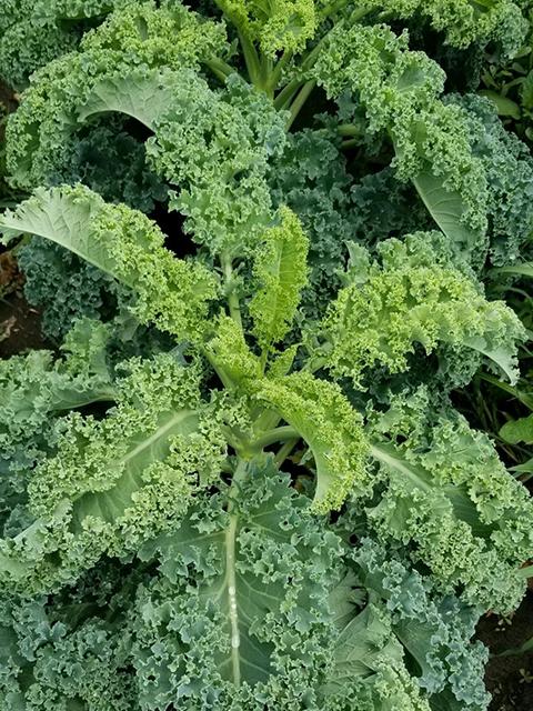Winterbore Curly Kale-Brassicas-Three Sisters Garden