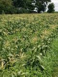 Mirai Bi-Color Sweet Corn-Corn-Three Sisters Garden