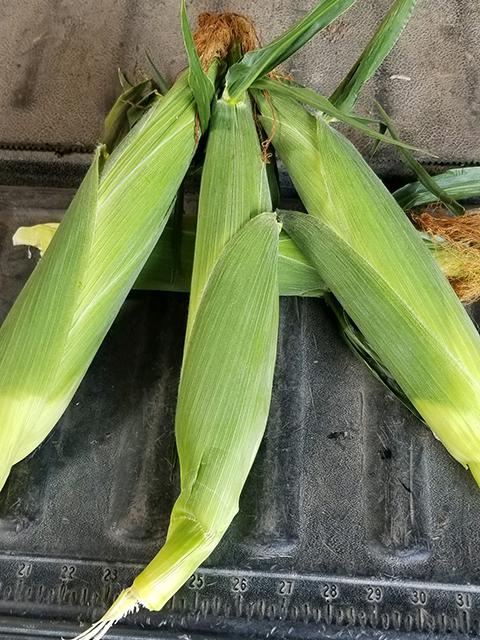 Mirai Bi-Color Sweet Corn-Corn-Three Sisters Garden